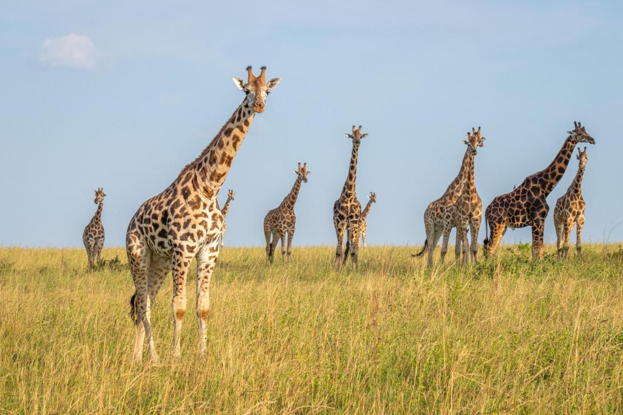 Zebula Boutique Hotel Mabula Game Reserve ภายนอก รูปภาพ
